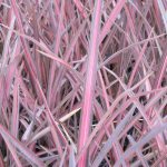 PHORMIUM PINK PANTHER