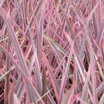 PHORMIUM RAINBOW QUEEN 3 Litre pot