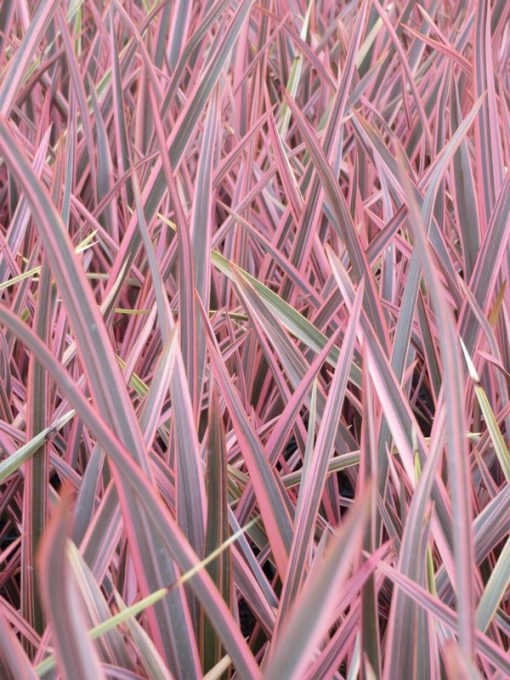 PHORMIUM RAINBOW QUEEN 3 Litre pot