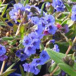 PULMONARIA BLUE ENSIGN 1 Litre pot