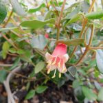 CORREA DUSKY BELLS 3 Litre pot