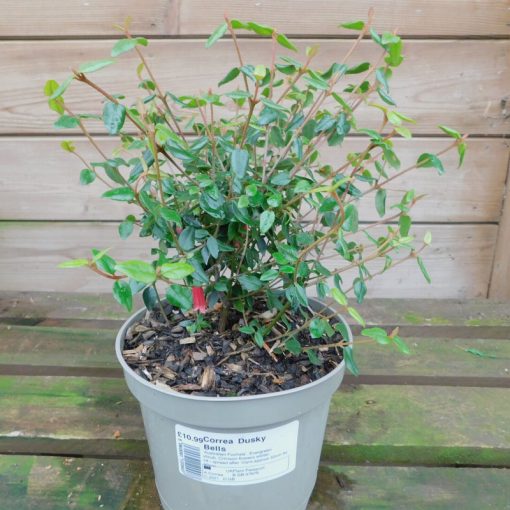 CORREA DUSKY BELLS 3 Litre pot - Image 2