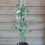 ROSA BANKSIA LUTEA 3 Litre pot