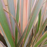 PHORMIUM SUNDOWNER 7.5 Litre pot