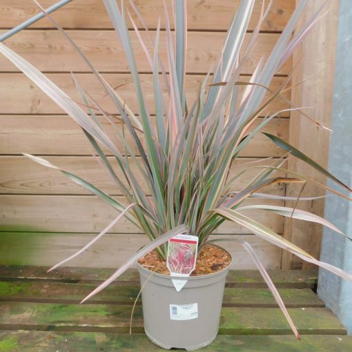 PHORMIUM SUNDOWNER 7.5 Litre pot - Image 2