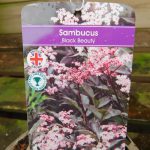 SAMBUCUS NIGRA BLACK BEAUTY 3Litre pot