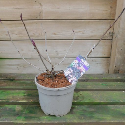 SAMBUCUS NIGRA BLACK BEAUTY 3Litre pot - Image 2
