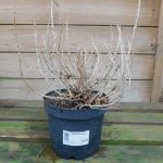 WEIGELA MONET 3 Litre pot