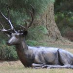 STAG LAYING DOWN