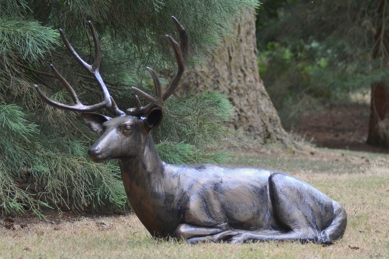 STAG LAYING DOWN