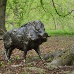 WILD BOAR