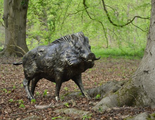 WILD BOAR