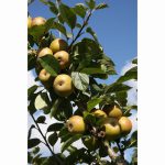 APPLE (MALUS) ASHMEAD'S KERNEL MM106 12 Litre pot