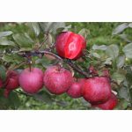 APPLE BAYA MARISA (TICKLED PINK) ESPALIER MM106 12 Litre pot