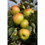 APPLE BRAMLEY 20 MM106 12 Litre pot