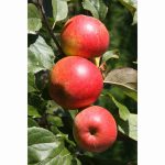 APPLE CHRISTMAS PIPPIN MM106 HALF STD 12 Litre pot