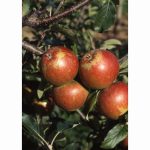 APPLE COX SELF FERTILE MM106 12 Litre pot