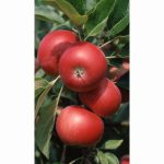 APPLE DISCOVERY M27 11.5 Litre pot