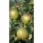 APPLE EGREMONT RUSSET MM106 12 Litre pot