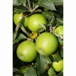 APPLE GRANNY SMITH MM106 12 Litre pot