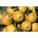 APPLE HEREFORDSHIRE RUSSET MM106 12 Litre pot