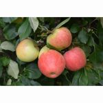 APPLE JAMES GRIEVE MM106 12 Litre pot