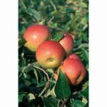 APPLE LAXTONS SUPERB MM106 12 Litre pot