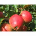 APPLE LITTLE PAX CORDON M9 12 Litre pot