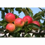 APPLE RED FALSTAFF ESPALIER MM106 12 Litre pot