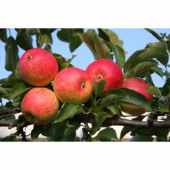 APPLE RED FALSTAFF ESPALIER MM106 12 Litre pot