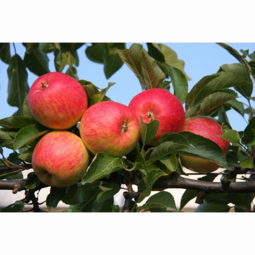APPLE RED FALSTAFF ESPALIER MM106 12 Litre pot