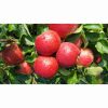 APPLE RED WINDSOR MM106 12 Litre pot