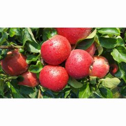 APPLE RED WINDSOR MM106 12 Litre pot
