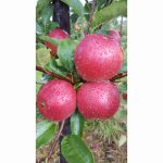 APPLE WORCESTER PEARMAIN M27 11.5 Litre pot