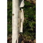 BETULA SNOW QUEEN 12 Litre pot