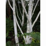 BETULA JACQUEMONTII 12 Litre pot