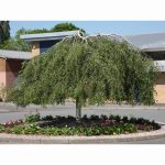 BETULA YOUNGII 12 Litre pot