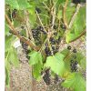 BLACKCURRANT TITANIA 7 Litre pot