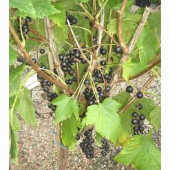 BLACKCURRANT TITANIA 7 Litre pot