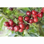 CHERRY CELESTE PATIO GISELA 5 11.5 Litre pot