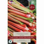 VEGETABLE PRE-PACK RHUBARB TIMPERLEY EARLY