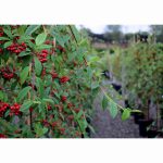 COTONEASTER HYBRIDUS PENDULUS 12 Litre pot