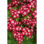 CRATAEGUS CRIMSON CLOUD 12 Litre pot