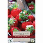 STRAWBERRY PRE PACK CAMBRIDGE FAVOURITE