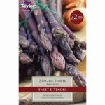 ASPARAGUS PACIFIC PURPLE