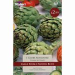 GLOBE ARTICHOKE