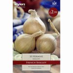 FRENCH SHALLOT HERMINE 15-35