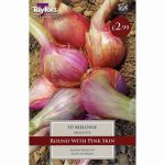 FRENCH SHALLOT MELOINE