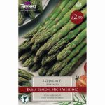 ASPARAGUS GIJNLIM F1