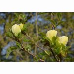 MAGNOLIA YELLOW BIRD 12 Litre pot